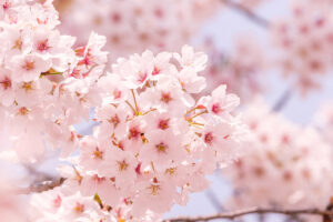 満開の桜