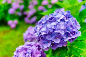 雨の船岡城址公園アジサイ谷の紫陽花　宮城県柴田町