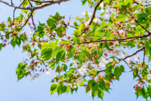 葉桜