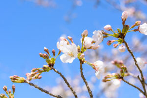 春の兆し・桜のつぼみ