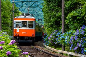 初夏の箱根を走る箱根登山鉄道あじさい電車