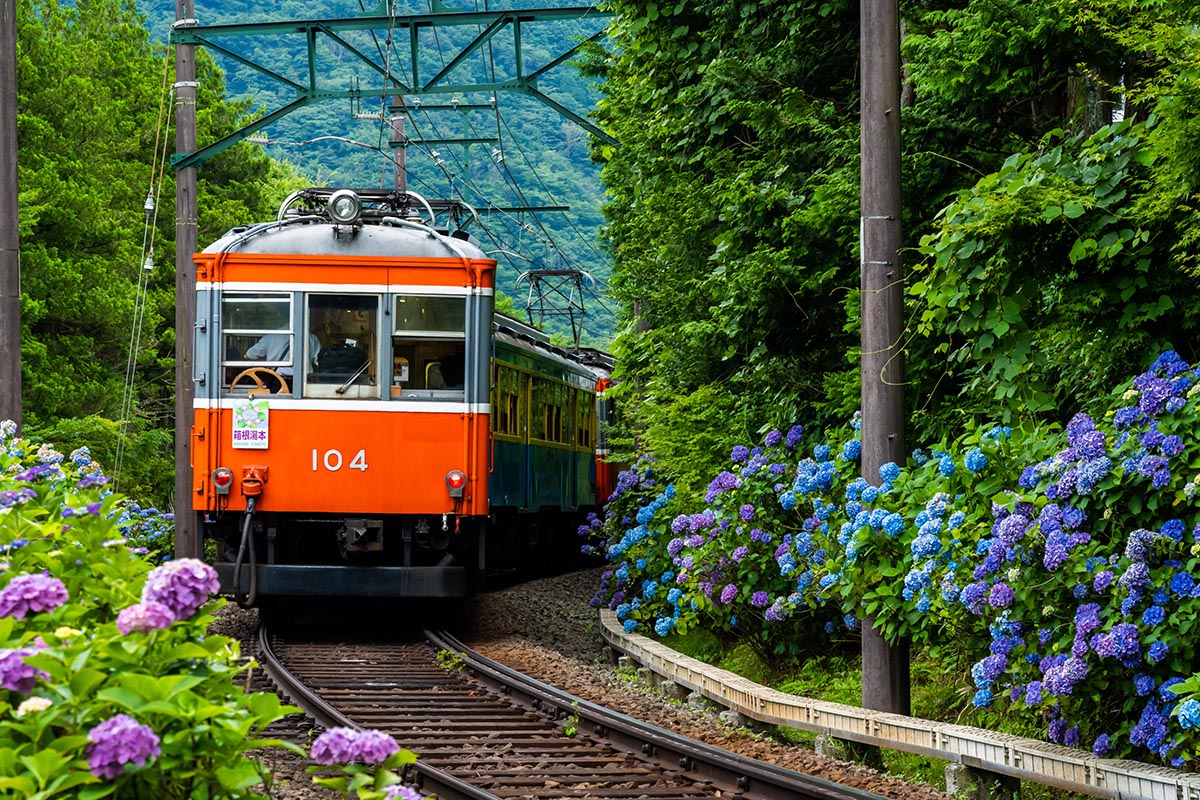 初夏の箱根を走る箱根登山鉄道あじさい電車