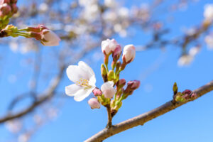 桜の季節到来