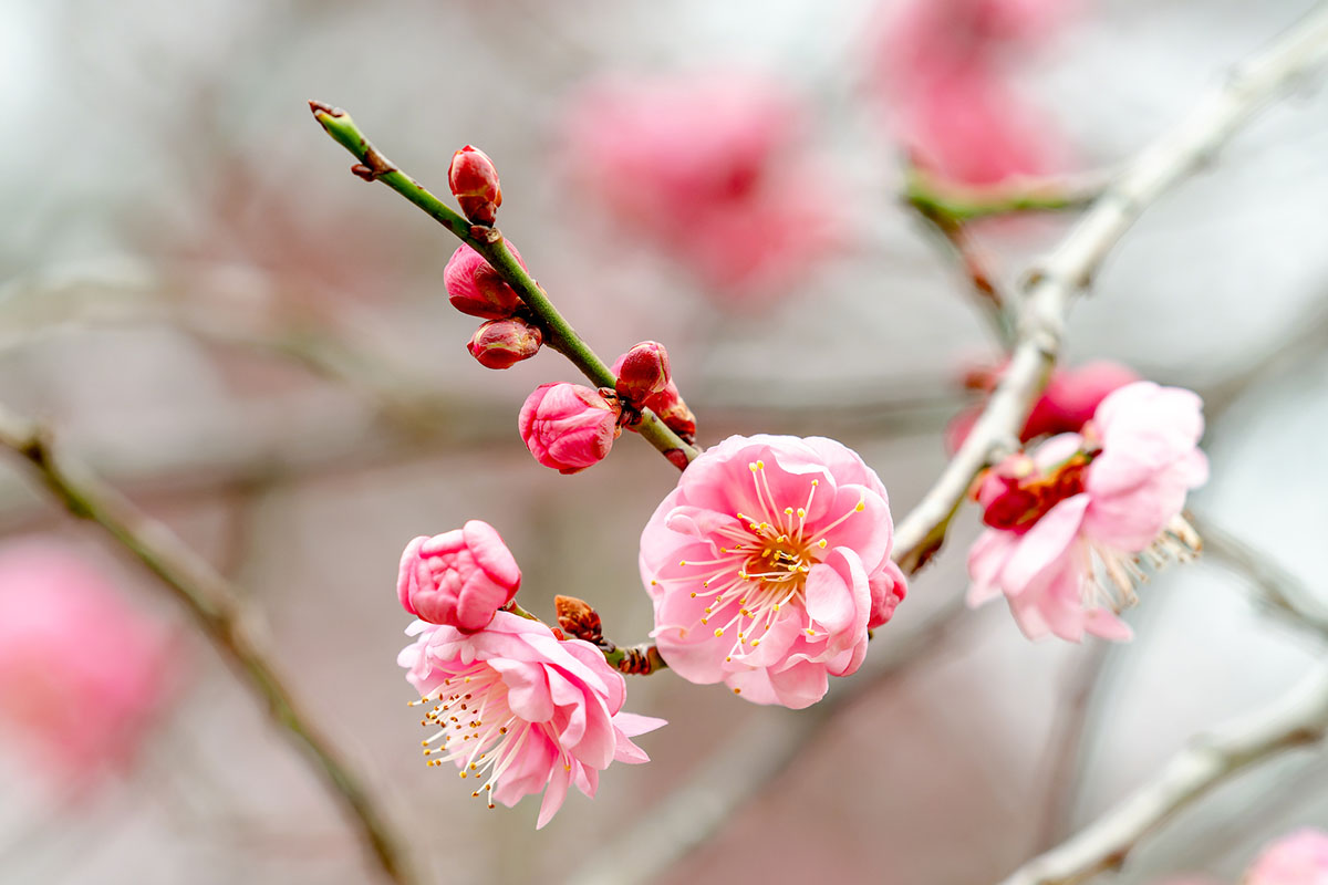 各地で梅の花も少しずつ開花もうすぐ月