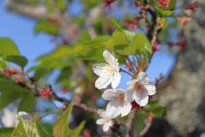 葉桜