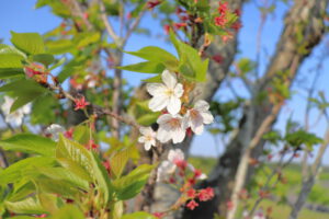 ４月葉桜